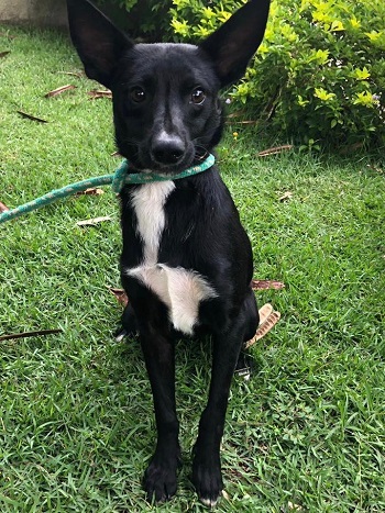 #PraCegoVer: Fotografia do cachorro de porte médio Morceguinho. Sua cor é preta